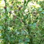 Cúc lục lăng – cây thuốc Việt trị viêm amidan