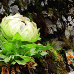 Thiên sơn tuyết liên: Hoa sen cực hiếm của Tây Tạng, 7 năm mới nở 1 lần trên núi tuyết, giá 5 triệu/hoa