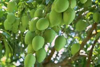 bài văn tả cây xoài lớp 3